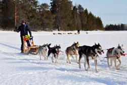 Nordeuropa, Skandinavien-Expeditionen, Schweden: Husky-Expedition - Hunde bei der Arbeit