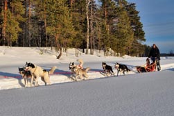 Nordeuropa, Skandinavien-Expeditionen, Schweden: Husky-Expedition - Volle Fahrt voraus!